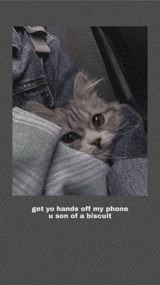 Funny Cat Wallpaper With Captions