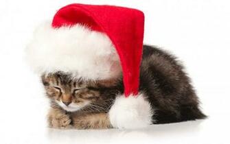 Kittens Wallpaper5 Holiday Wallpaper