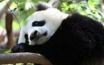 Panda Computer Wallpaper Desktop Background Id
