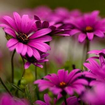 Purple Daisies Flowers Wallpaper For Apple iPad