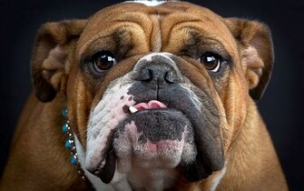 Animal English Bulldog Wallpaper