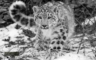 Animals Leopard Wallpaper
