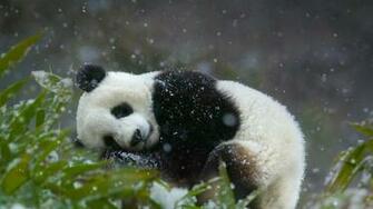 Sleepy Panda Microsoft
