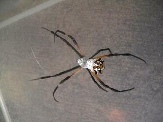 Scary Spider Wallpaper