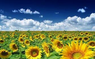 Wallpaper FirstHDwallpaper Sunflower HD Html