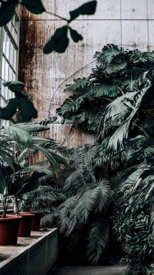 Plants iPhone Wallpaper
