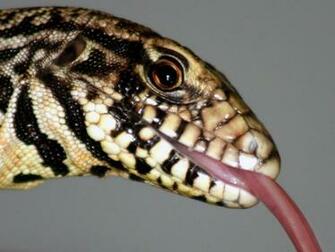 Tegu Wallpaper Dial Up Warning