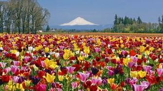 Tulip Fields Wallpaper