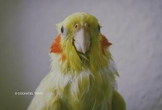 Gallery For Gt Cockatiel Wallpaper