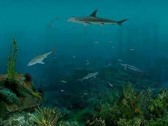 Shark Screensaver Screensavers Scary