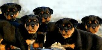 Rottweiler Wallpaper