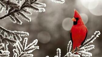 Sur Branche Sapin Gel E Wallpaper Birds Cardinal Red Frost Northern