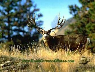 Mule Deer Wallpaper