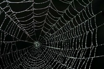 Spider Web Black Background Gossamer Thin