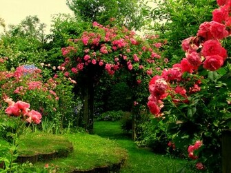 Rose Flower Garden HD Wallpaper Image Pictures Tattoos