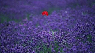 Lavender HD Wallpaper High Definition Quality