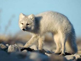 Black Fox Animal