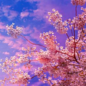 Cherry Blossom Tree 4k 5k iPad Pro Wallpaper