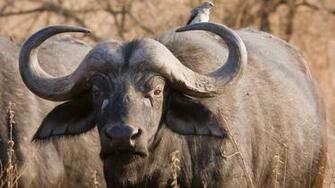 Funny Buffalo Wallpaper For Desktop