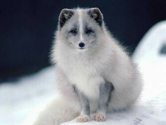Baby Wolf Wallpaper Animal