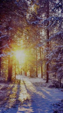 Winter Wallpaper Whatspaper