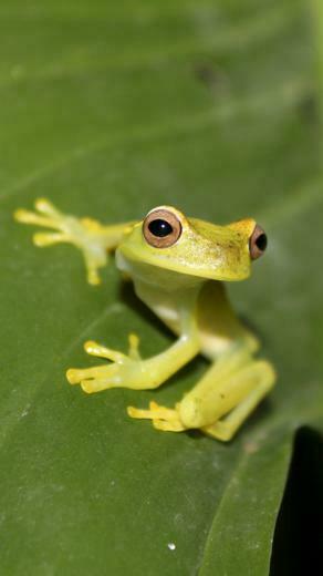 Green Frog Htc One Wallpaper Best And Easy