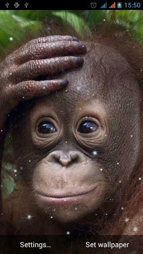 Bigger Monkey Live Wallpaper For Android Screenshot