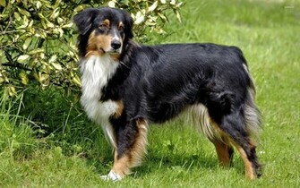 Australian Shepherd Wallpaper Animal