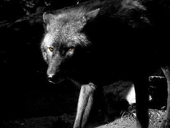 The Black Wolf By Twilight Gal Thewolfpack
