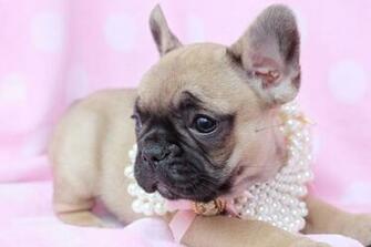French Bulldog Computer Wallpaper