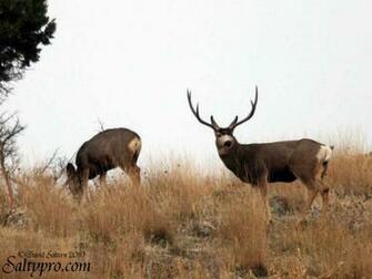 Mule Deer Jpg