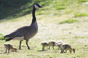 Canada Goose Photos Wallpaper The Fun Bank