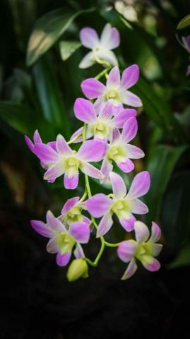 Wallpaper Singapore Orchid Flowers