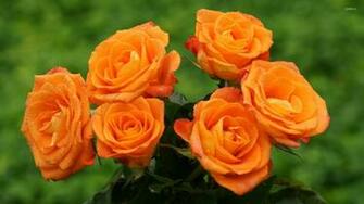 Orange Roses Wallpaper Flower