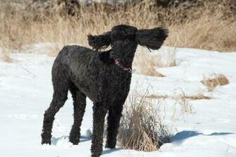 Poodle Dog HD Wallpaper Animals