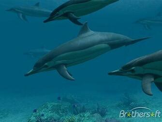 Dolphins 3d Screensaver