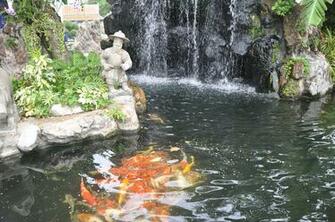Koi Fish Pond Wallpaper