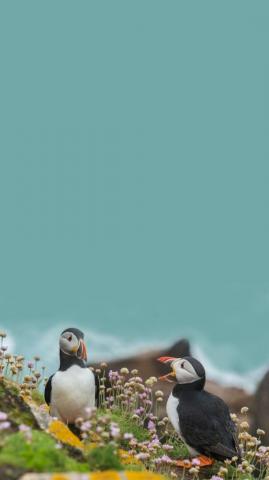 Puffins Wallpaper Background For Phones Apple iPhone 6s