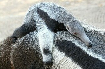 Baby Sleepy Anteater Wallpaper High Quality