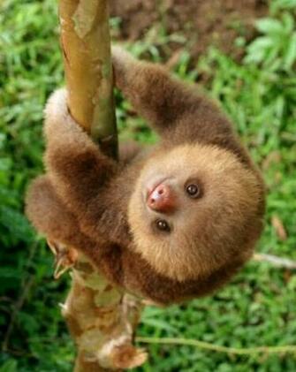 Baby Sloth Ekk So Cute D