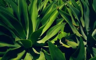 Nature Plants Aloe Vera Wallpaper