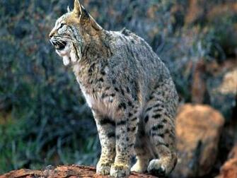 Bobcat Wallpaper Best Cars Res
