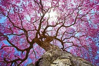 HD Nature Wallpaper Habitat Image