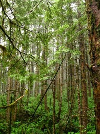 Alaska Rainforest Zipline Wallpaper HD iPhone