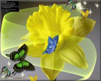 Butterfly Daffodil Screensaver The