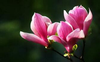 Magnolia Flower Pictures Wallpaper