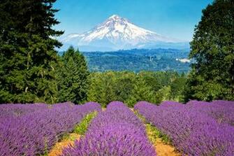 Wallpaper Mount Hood Portland Oregon