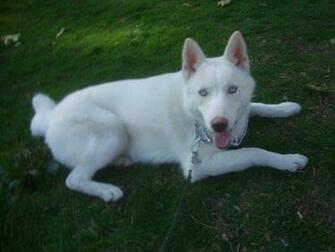 Pure White Siberian Husky By Marieeh