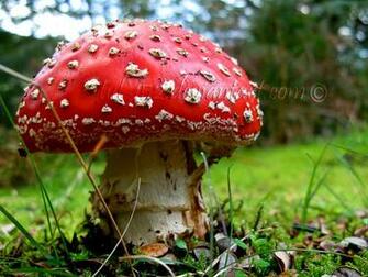Magic Mushroom Macro Graph IwallHD Wallpaper HD
