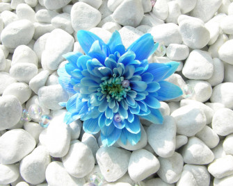 Blue Flower Wallpaper